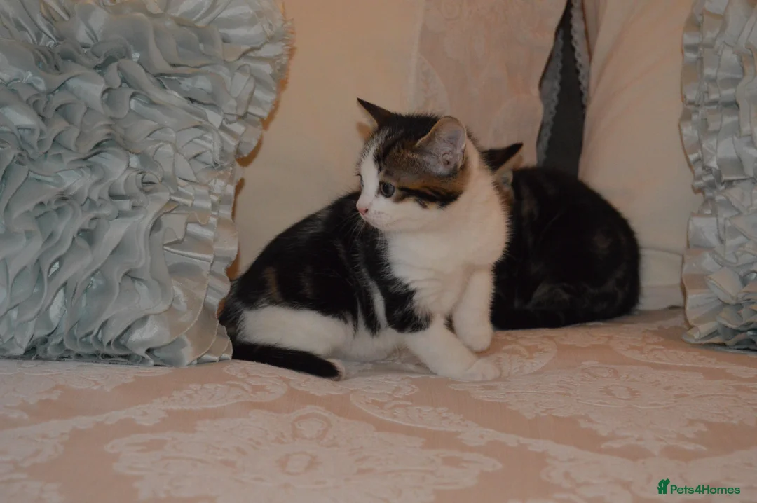 Mixed Breed cats for sale: 4 Beautiful Gentle Kittens for Sale - Advert 28