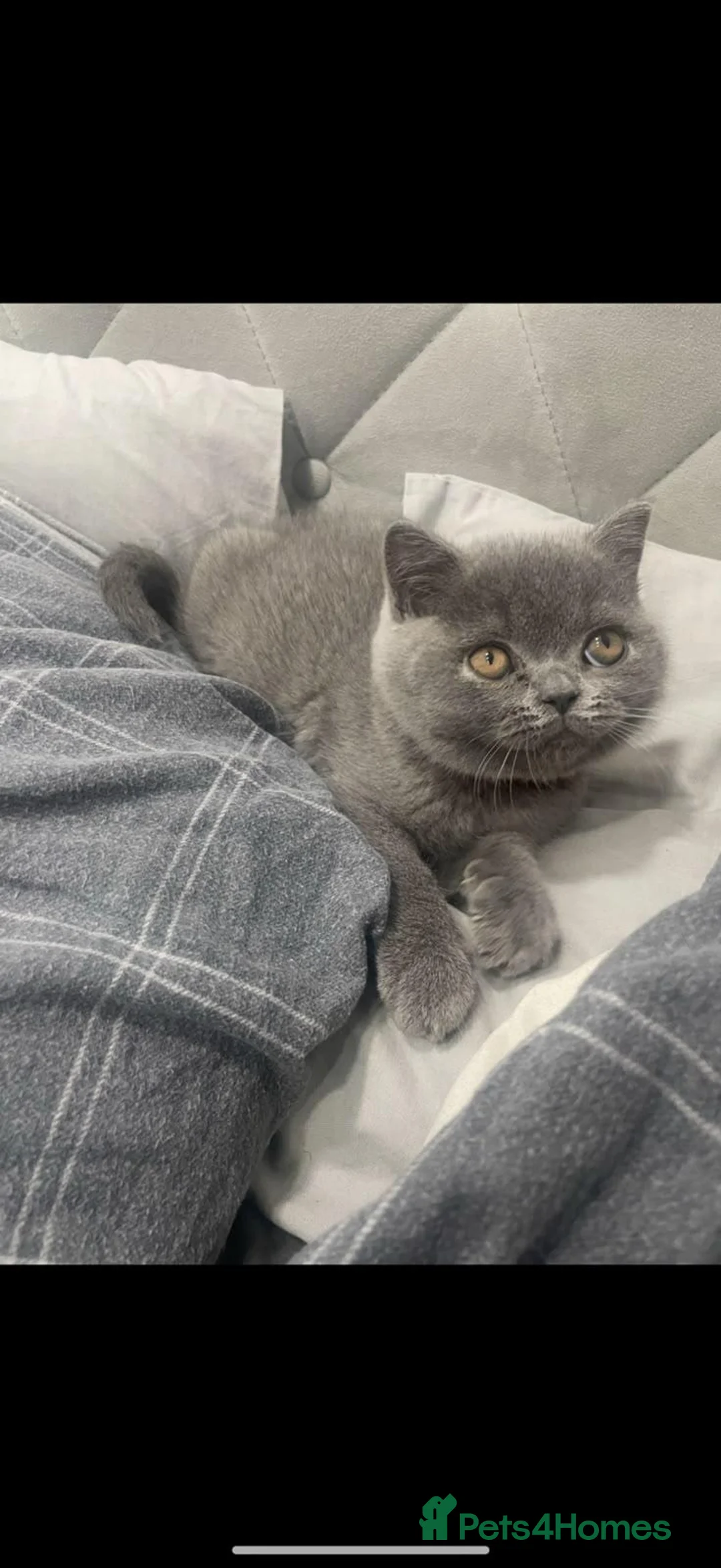 British Shorthair cats for sale: Full Breed Blue British Shorthair in Erith - Advert 2
