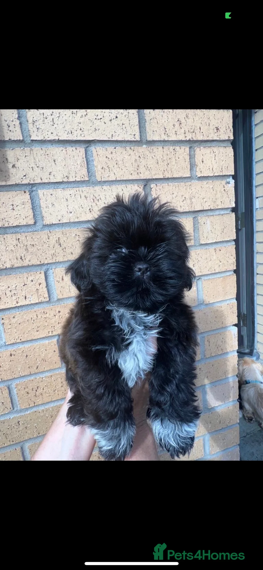 Shih Tzu dogs for stud: Shih tzu stud  in Glasgow - Advert 7