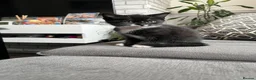 British Shorthair cats for sale: Kittens for sale - Advert 13