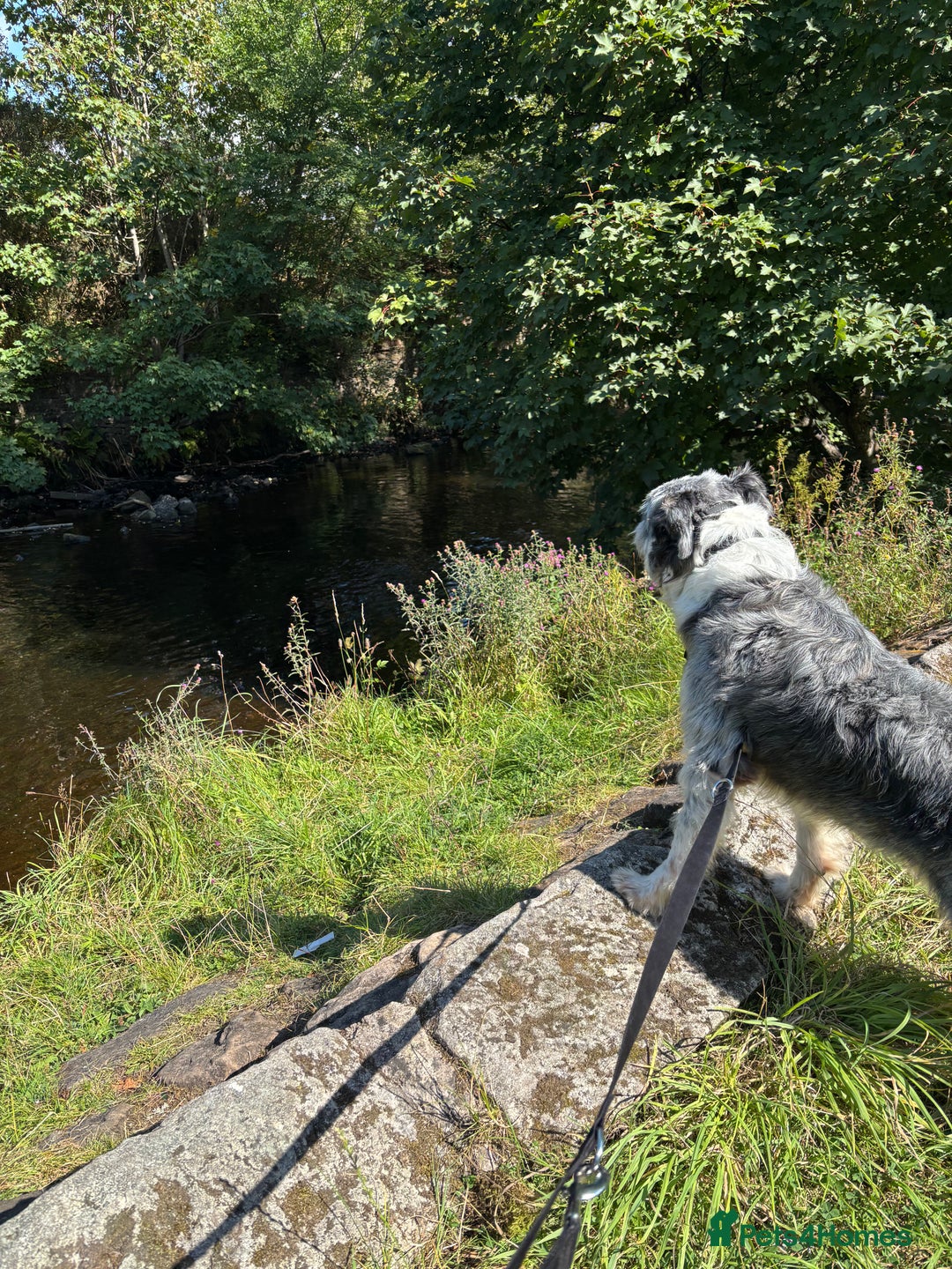 Border Collie dogs for sale: Border collie rehoming  - Image 9