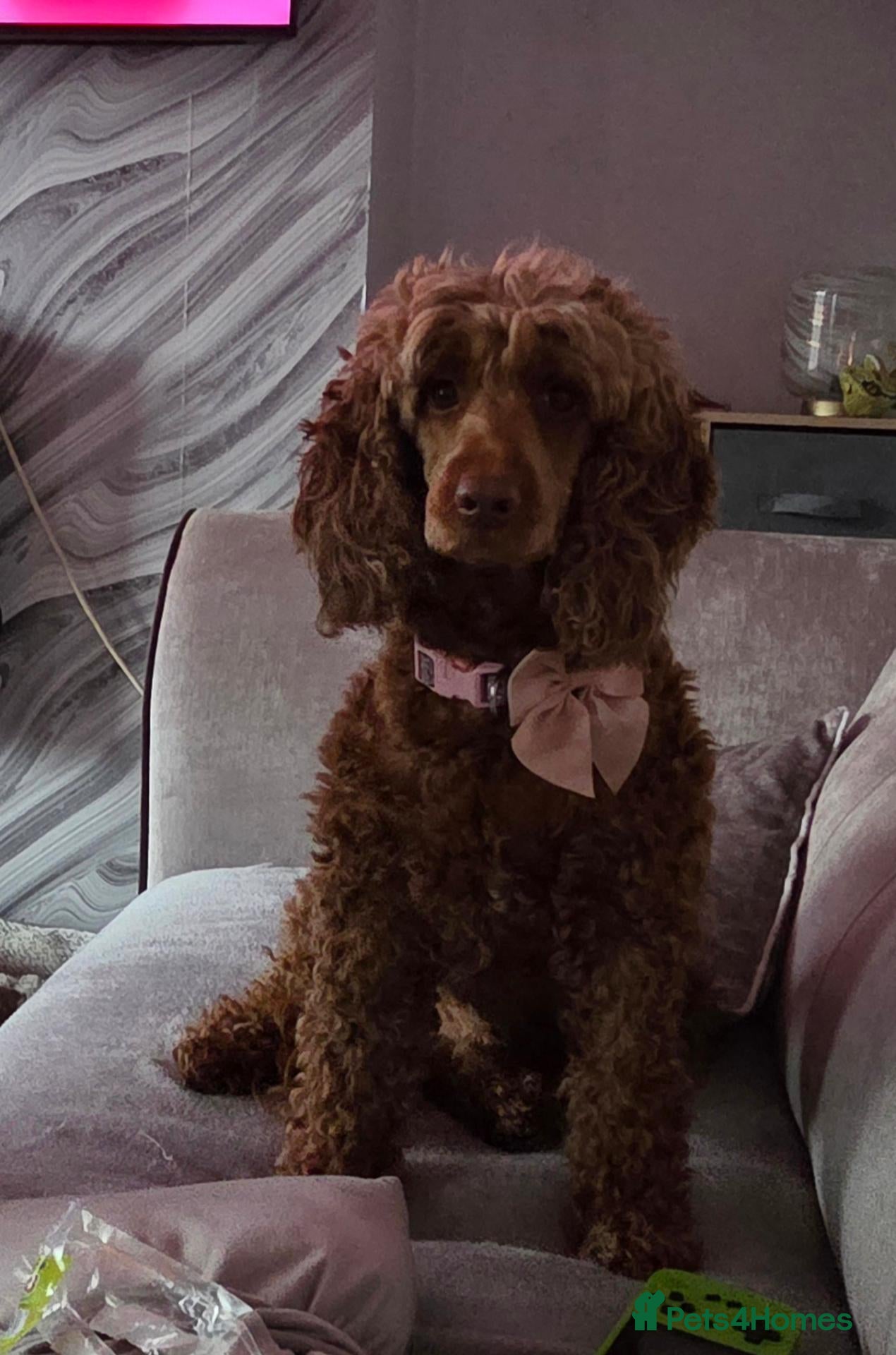 Cockapoo dogs for sale: Cockapoo puppies  - Advert 14