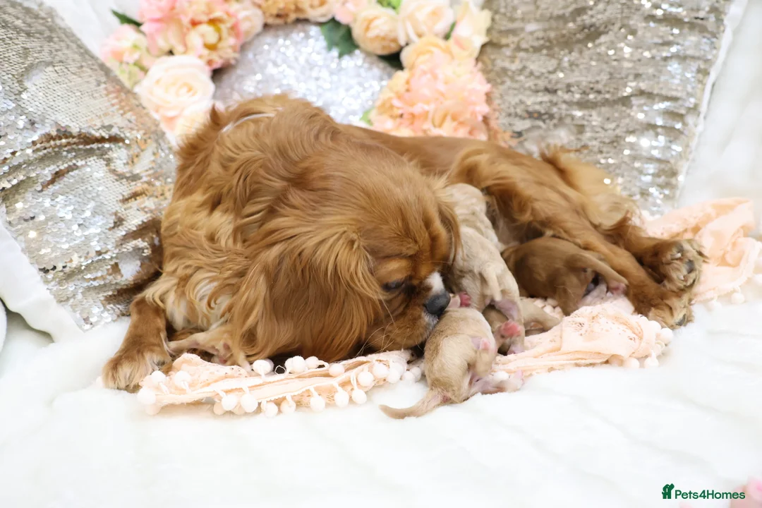 Cavapoo dogs for sale: Health Tested Cavapoo Puppies - Advert 20