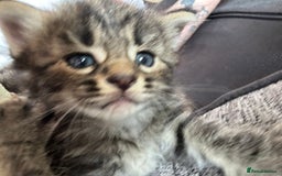 Mixed Breed cats for sale: Kittens tabby - Image 4