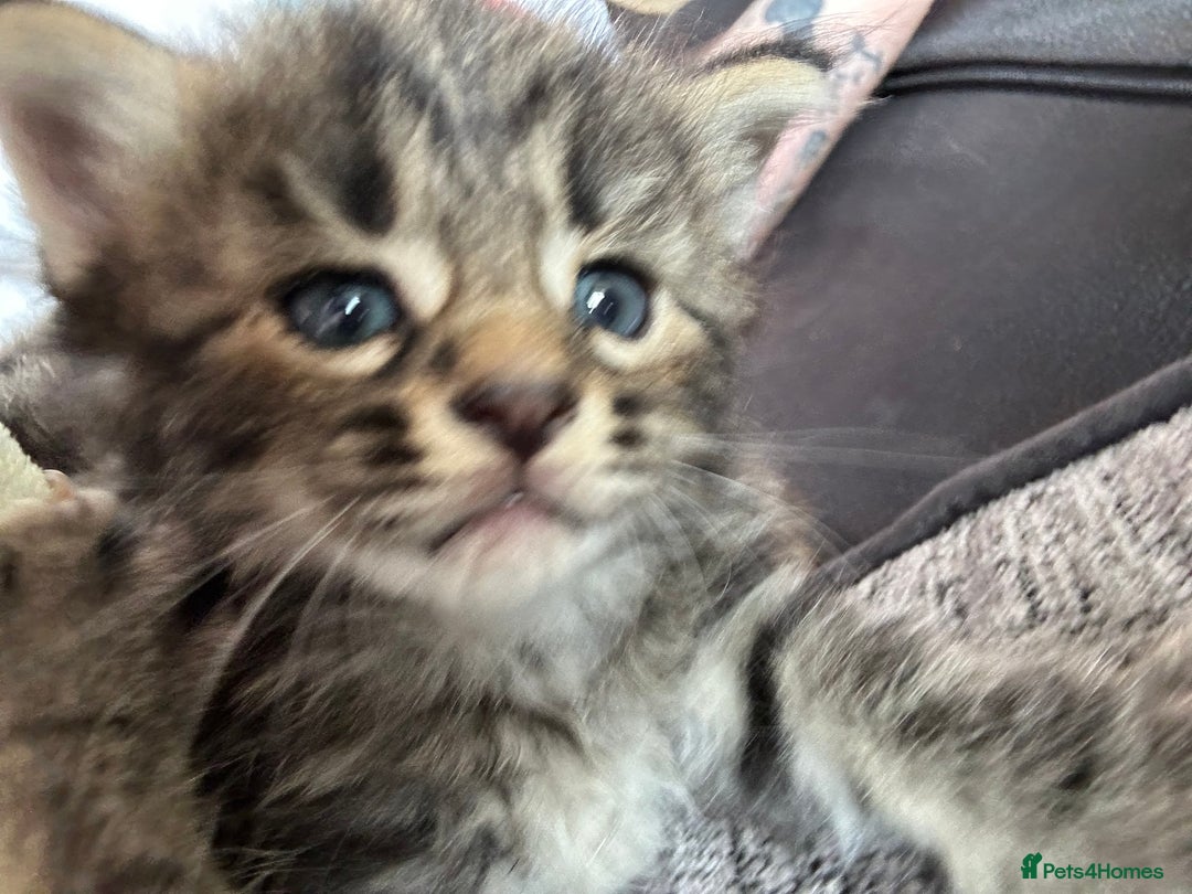 Mixed Breed cats for sale: Kittens tabby - Image 4
