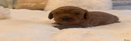 Cavapoo dogs for sale: Beautiful F1B Cavapoo Puppies  in Bradford - Advert 8