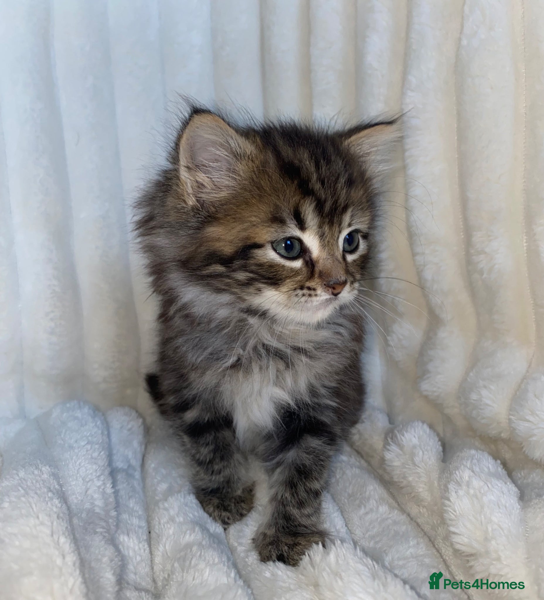 Mixed Breed cats  Cute Fluffy longhair kitten - Advert 1