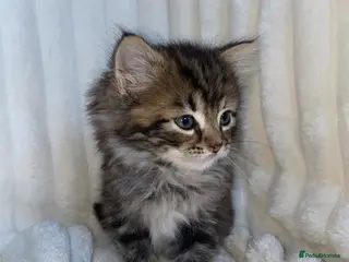 Mixed Breed cats Cute Fluffy longhair kitten - Advert 3