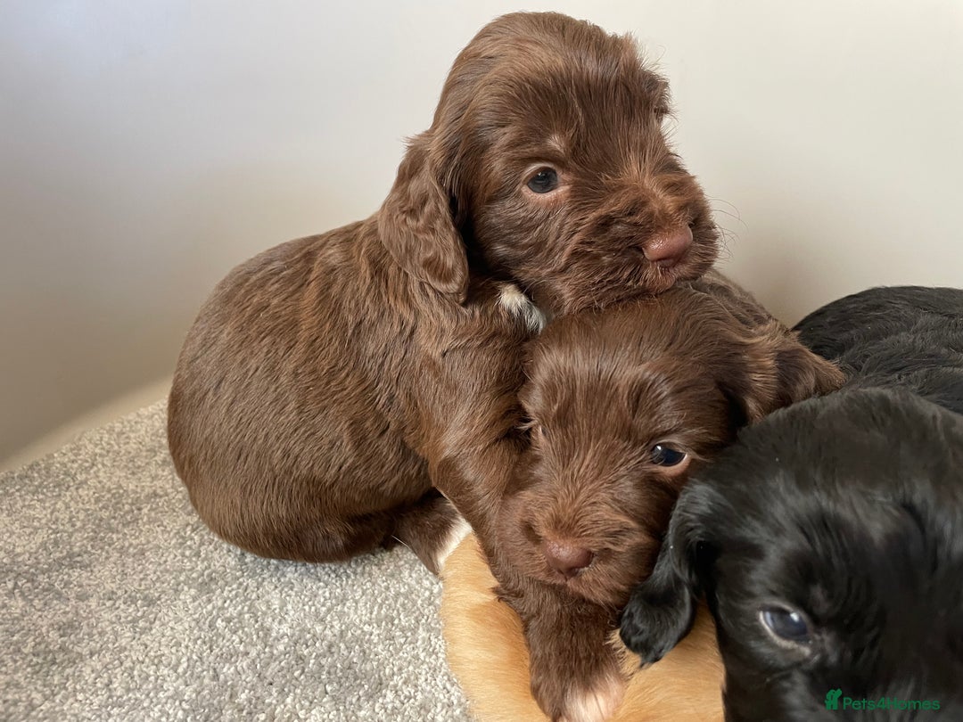 Cockapoo dogs for sale: F1 cockapoo p,r.a clear test - Image 5
