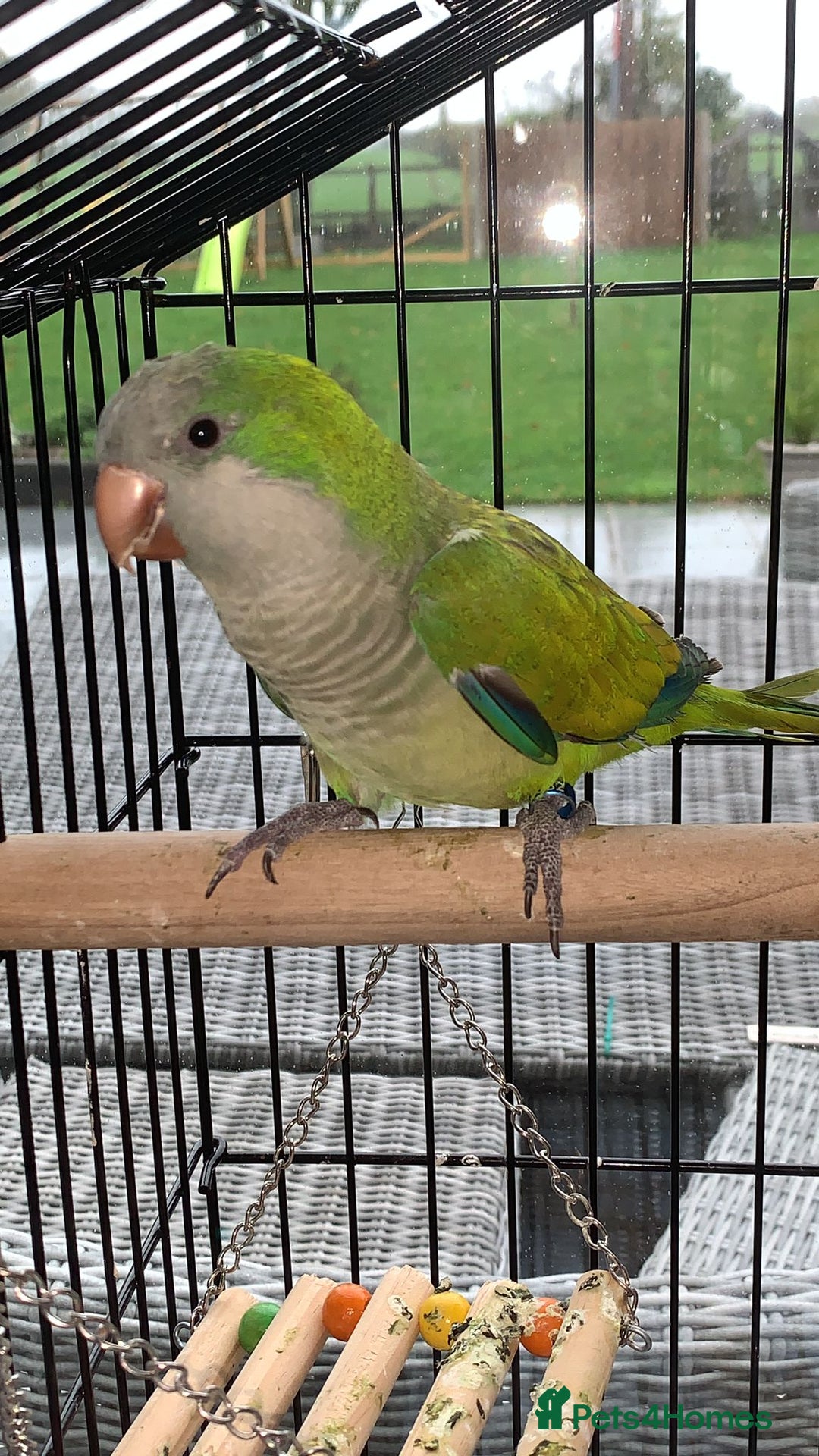 Parrots birds for sale: Quacker parrot  - Advert 1