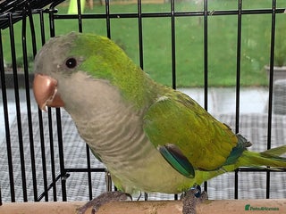 Parrots birds Quacker parrot - Advert 1