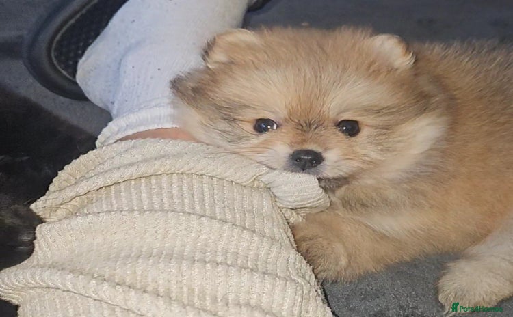 Pomeranian dogs - Advert 2