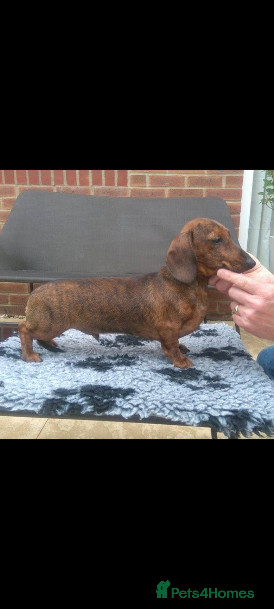 Miniature Dachshund dogs for sale: Smooth haired minature dacshund  - Image 3