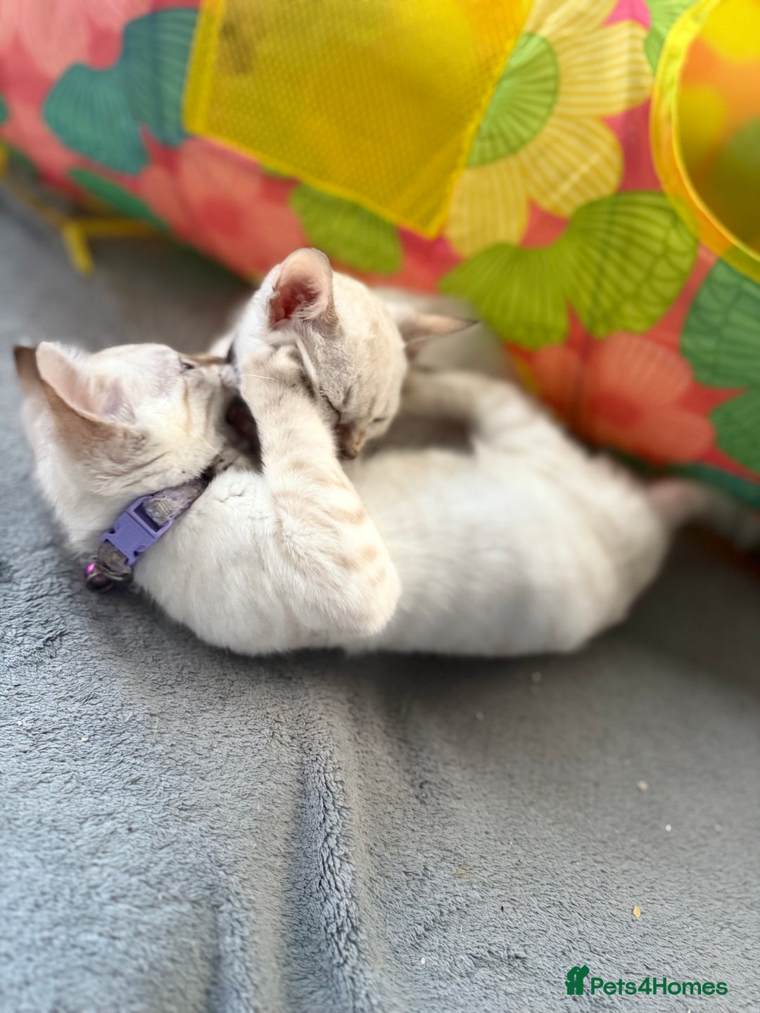 Bengal cats for sale: Blue Eyes Snow Lynx Bengal Kittens - Image 9