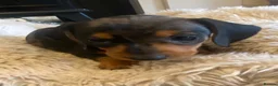 Miniature Dachshund dogs for sale:  KC Reg Miniature Dachshund Puppies - Advert 5