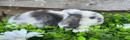 Mini Lop rabbits for sale: Gorgeous Mini lops  - Advert 12