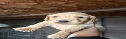 Cockapoo dogs for sale: Cocker spaniel puppies💕 in Llanelli - Advert 15