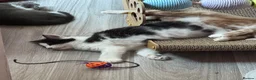 Mixed Breed cats for sale: Beautiful grey / black and white half Mainecoon  - Advert 18