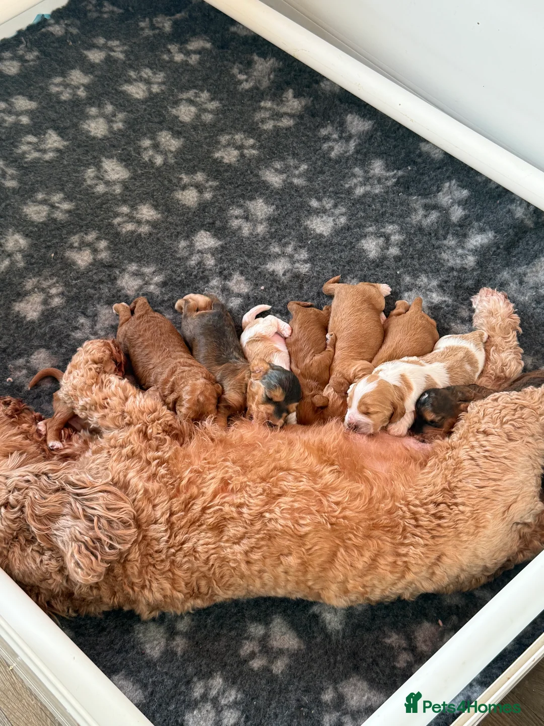 Cockapoo dogs for sale: Rare stunning F2 cockapoo puppies for sale  in High Peak - Advert 1