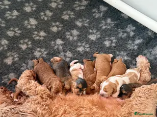 Cockapoo dogs Rare stunning F2 cockapoo puppies for sale - Advert 14