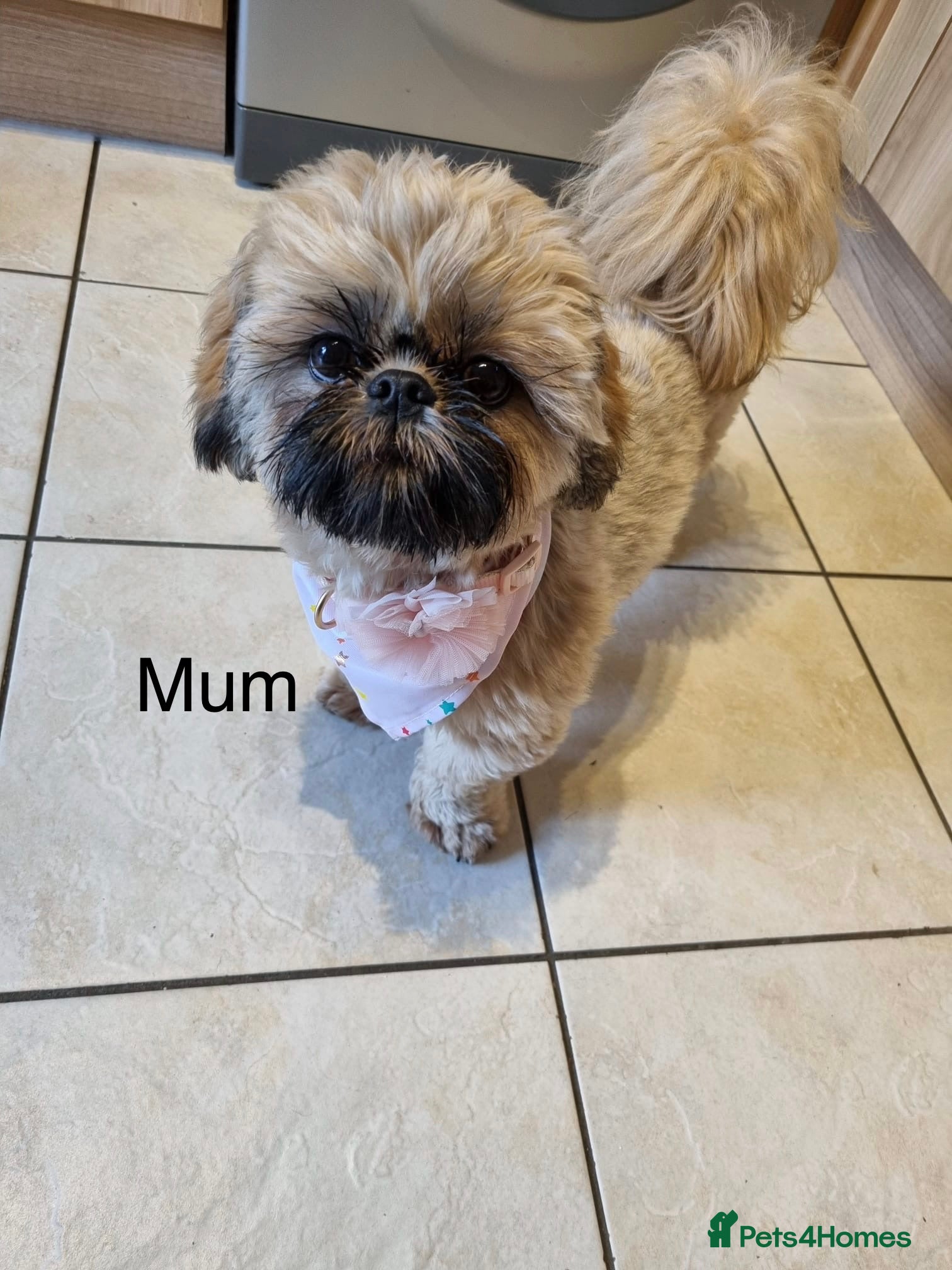 Shih Tzu dogs *Stunning litter of shihtzus* - Advert 2