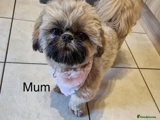 Shih Tzu dogs *Stunning litter of shihtzus* - Advert 2