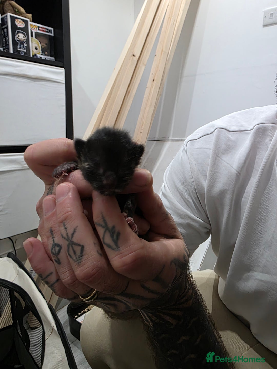 Ragdoll cats for sale: 4 female kittens  - Image 7