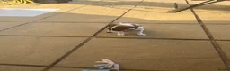 Jack Russell dogs for sale: Beautiful 12-Week-Old Female Puppy in Gravesend - Advert 3