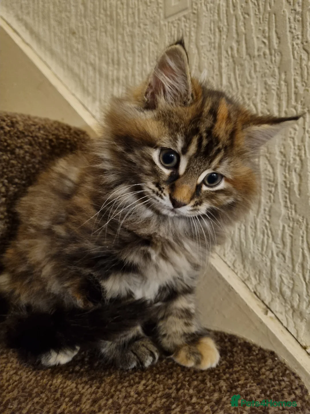 Maine Coon cats for sale: Gorgeous Maine Coon Cross BSH Kittens for Sale - Advert 18