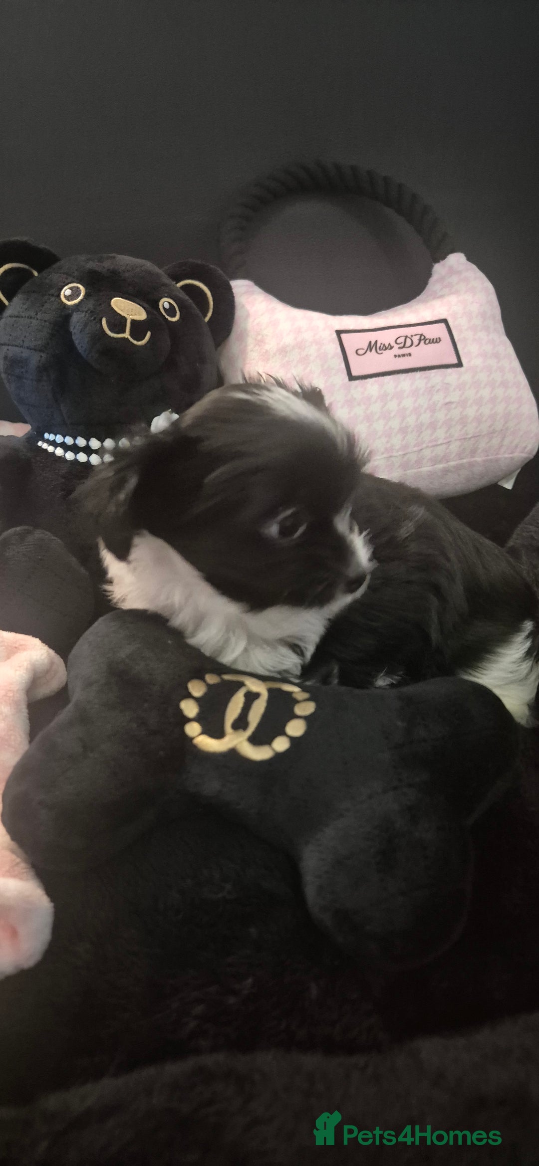 Yorkshire Terrier dogs for sale: Beautiful Biewer Yorkshire terrier puppies  - Advert 19