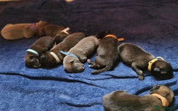 Mixed Breed dogs for sale: Belgian malinois x German shepherd puppies - Image 2