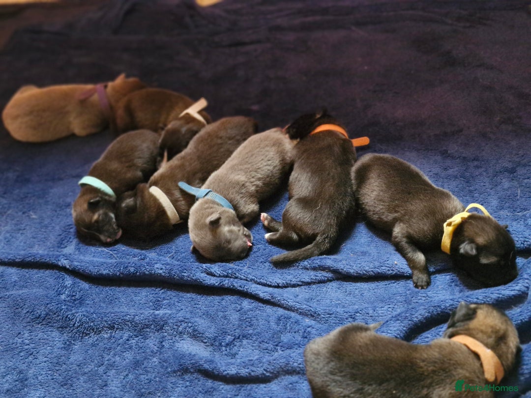 Mixed Breed dogs for sale: Belgian malinois x German shepherd puppies - Image 2