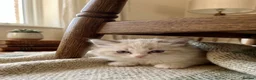 Ragdoll cats for sale: ✨ Beautiful Ragdoll Kittens – Ready Now ✨ - Advert 6