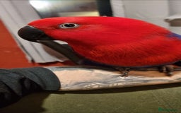 Parrots birds for sale: Eclectus Parrot  - Image 5