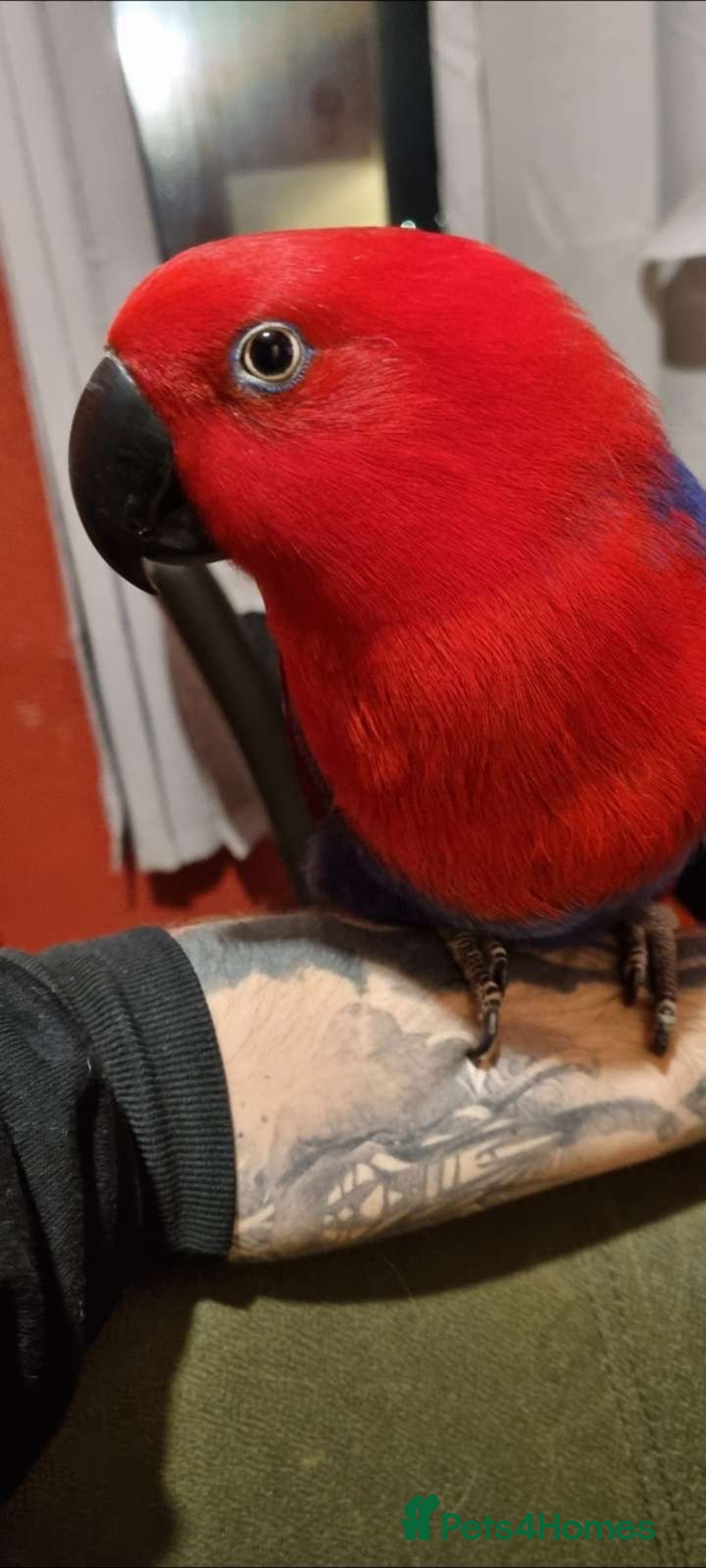 Parrots birds for sale: Eclectus Parrot  - Image 5