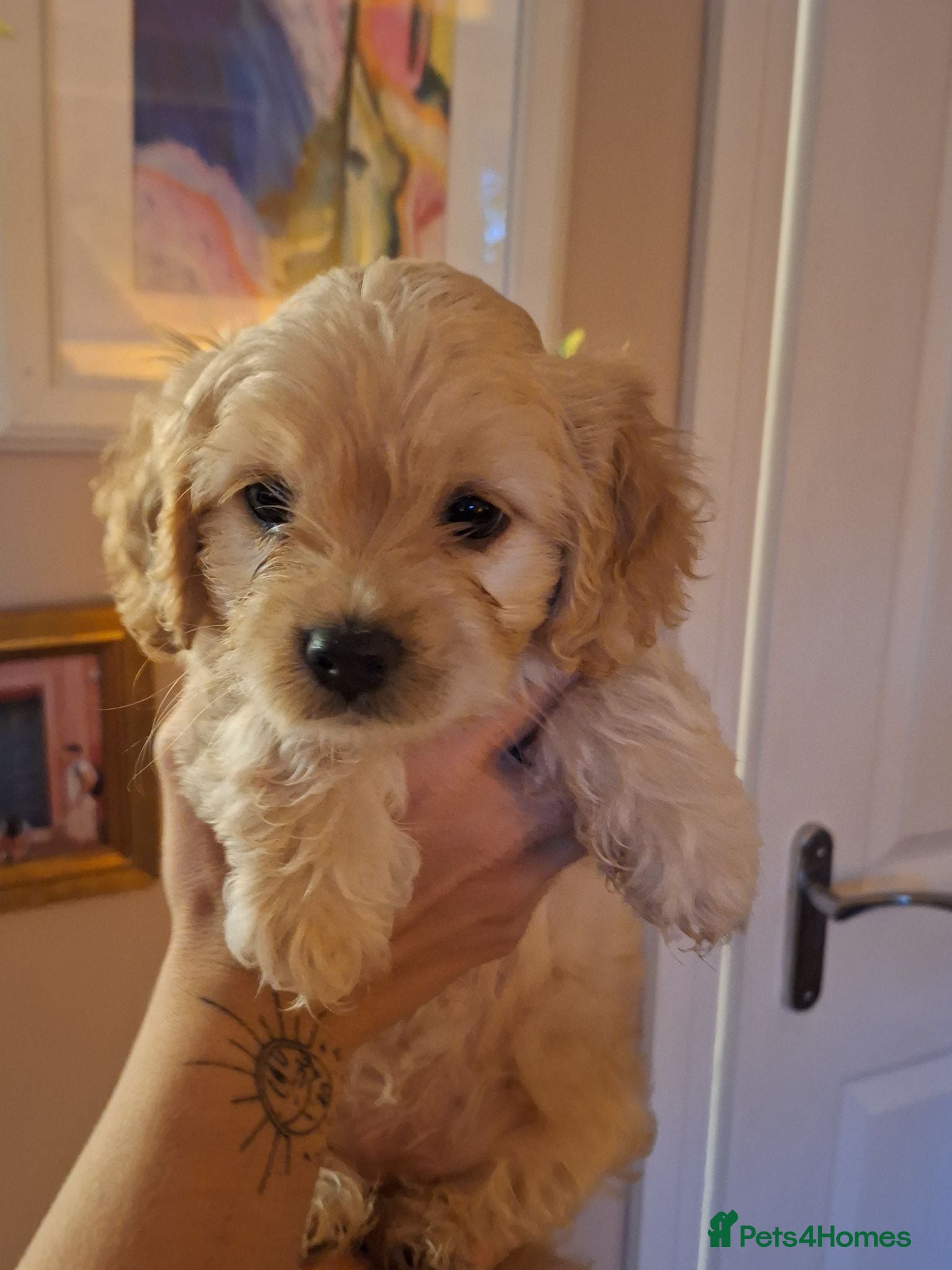 Mixed Breed dogs 3 Beautiful Maltipoo Puppies  - Advert 2