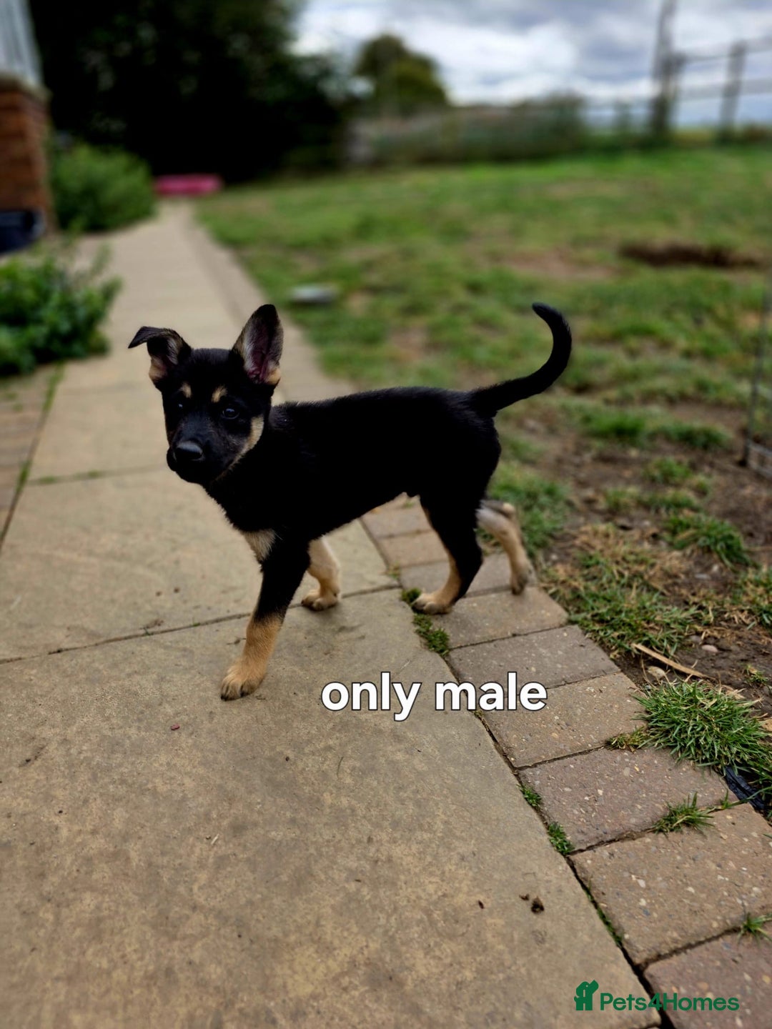 Mixed Breed dogs for sale: Stunning Shepsky Pups! - Image 9