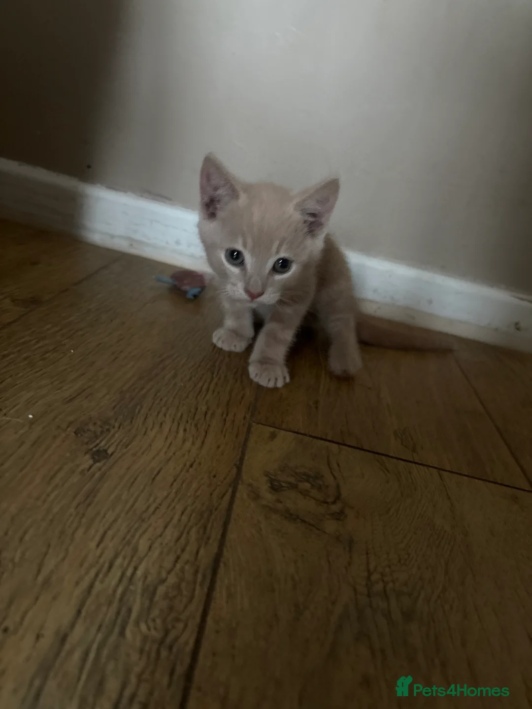 Domestic Shorthair cats for sale: 2 ginger males 1 female - Advert 9