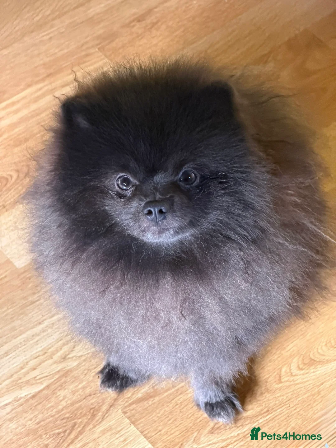 Pomeranian dogs for stud: Outstanding rare blue teddy 🧸💎 - Advert 1