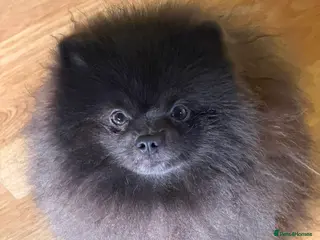 Pomeranian dogs Outstanding rare blue teddy 🧸💎 - Advert 9