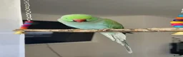Ringnecks birds for sale: Talking Semi-tame Turquoise Indian Ringneck - Advert 1