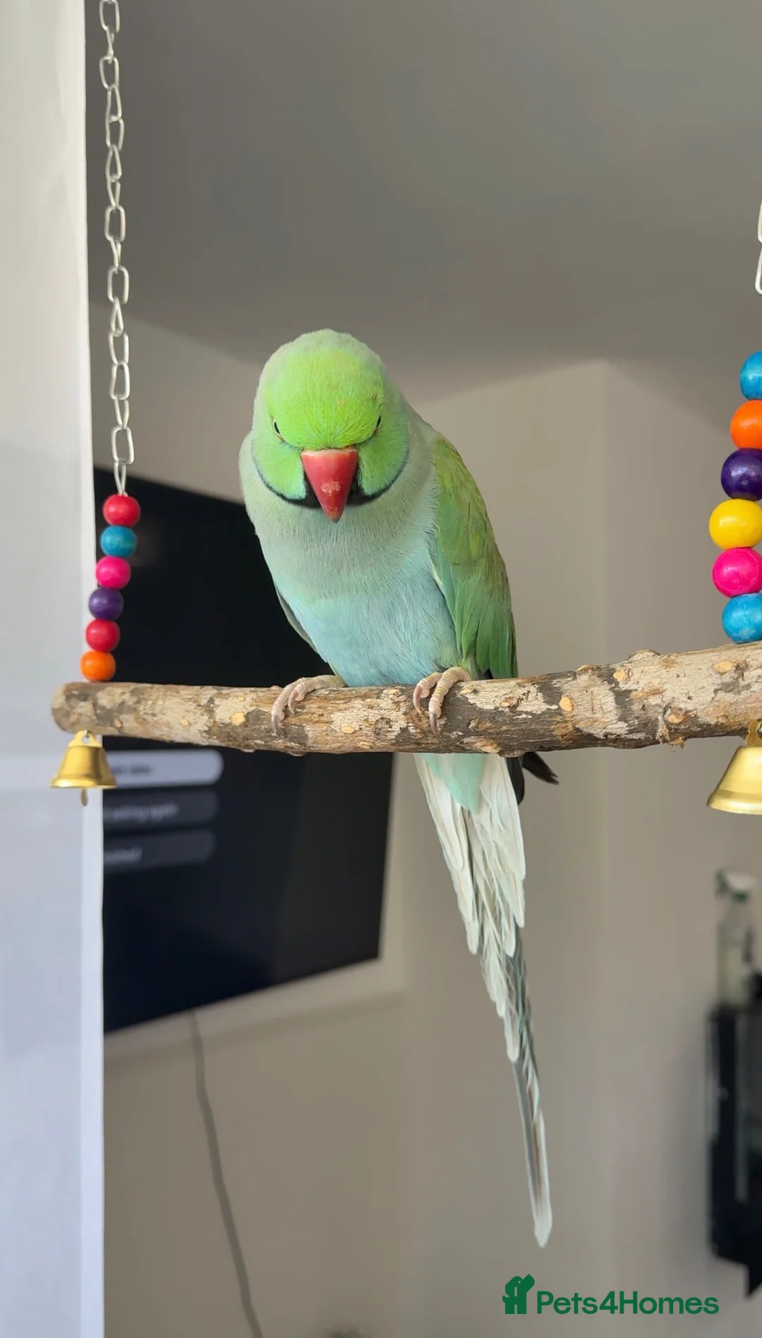 Ringnecks birds for sale: Talking Semi-tame Turquoise Indian Ringneck - Advert 1
