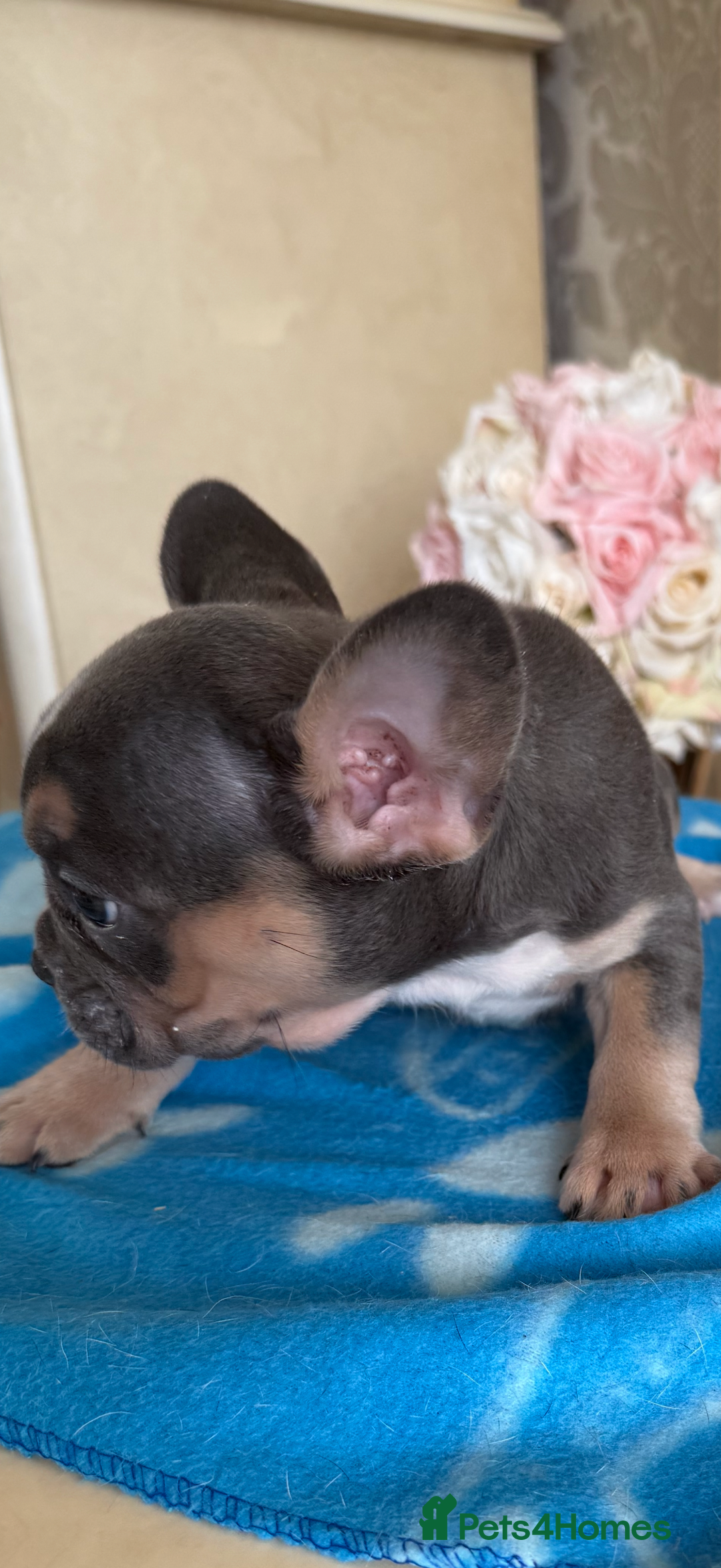 French Bulldog dogs for sale: French Bulldog Puppies 3 Male 4 Female  - Image 12
