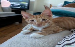 Mixed Breed cats for sale: GORGEOUS ginger and white tabby kitten to go ASAP - Image 3