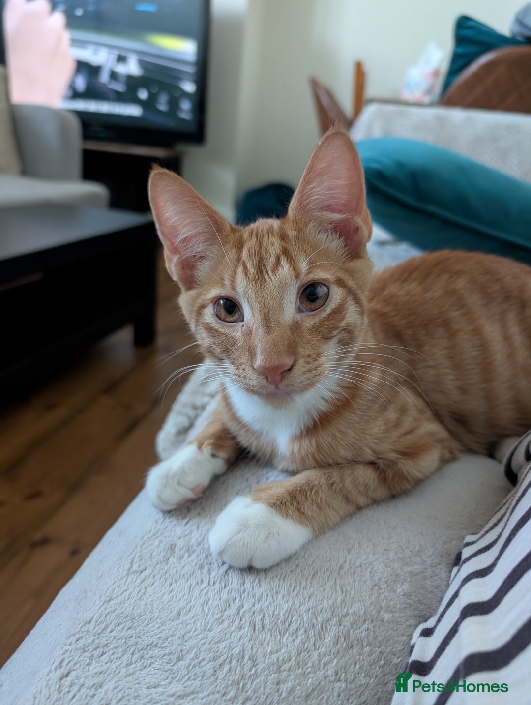 Mixed Breed cats for sale: GORGEOUS ginger and white tabby kitten to go ASAP - Image 3