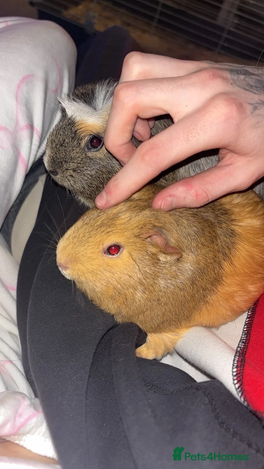 Guinea Pig rodents for sale: Guinea Pigs (female x2) in Renfrew - Advert 1