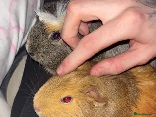 Guinea Pig rodents Guinea Pigs (female x2) in Renfrew - Advert 3