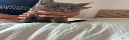 British Shorthair cats for sale: Beautiful litter of British short hair kittens - Advert 8