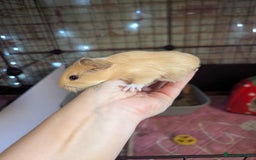 Guinea Pig rodents for sale: Baby guinea pigs  - Advert 13