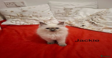 Ragdoll cats Purebred Ragdoll Kittens - TICA - YORKSHIRE - Advert 8